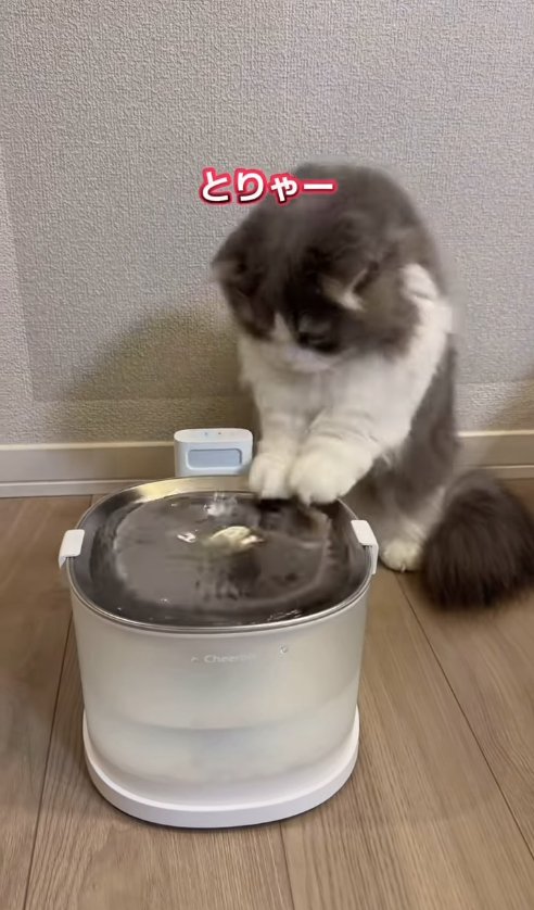 給水機に両前足を乗せている猫