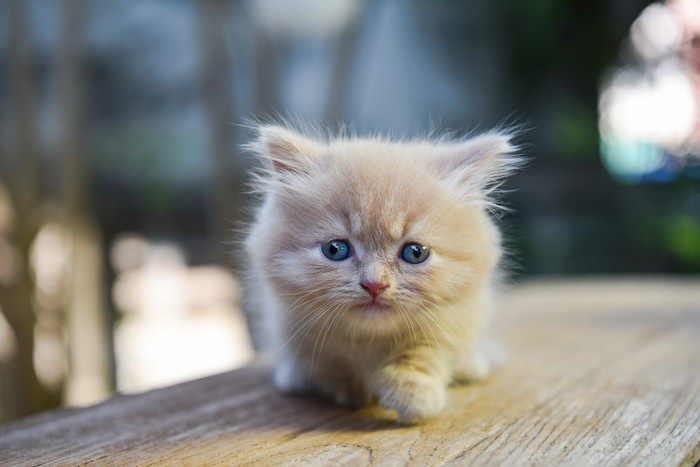 マンチカンの子猫