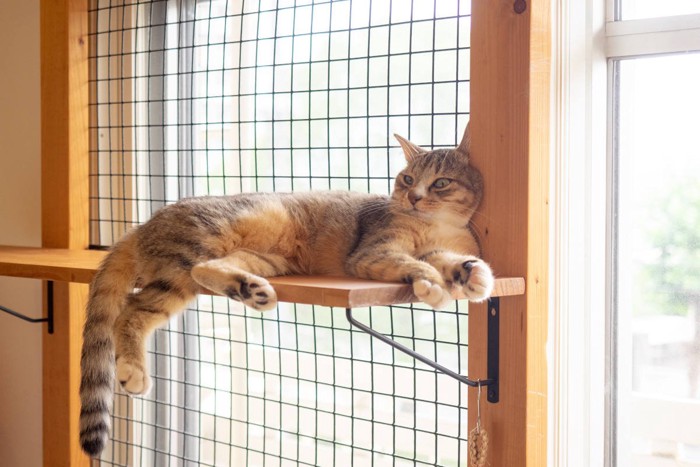 脱走防止柵の張られた窓と猫