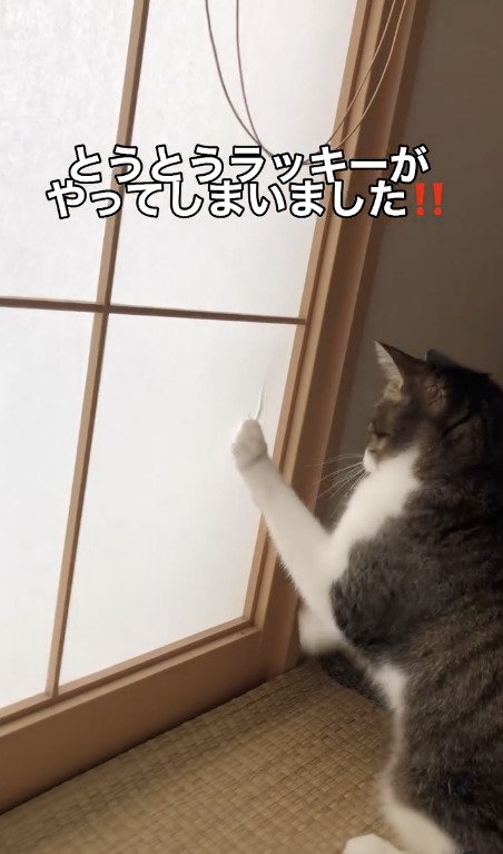 障子を破ってしまった猫