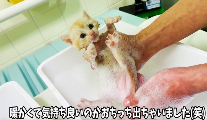 目をパッチリ開き、仰向けに洗われる子猫