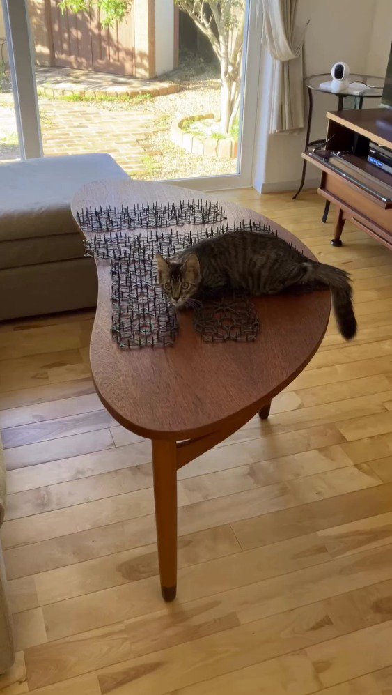 テーブルの上に敷かれた猫よけマットと、テーブルの上に座る猫