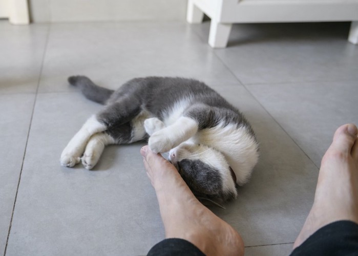 飼い主の足元で寝転がるブチ猫