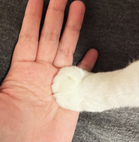 飼い主さんの手に添えられためいちゃんの手