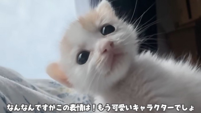 テロップ「なんなんですかこの表情は！」