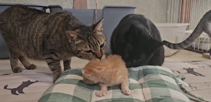 子猫の周りに集まる猫たち