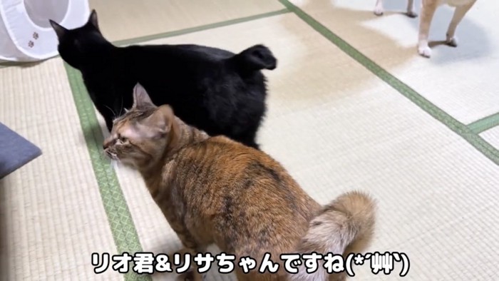 部屋の中で過ごす猫