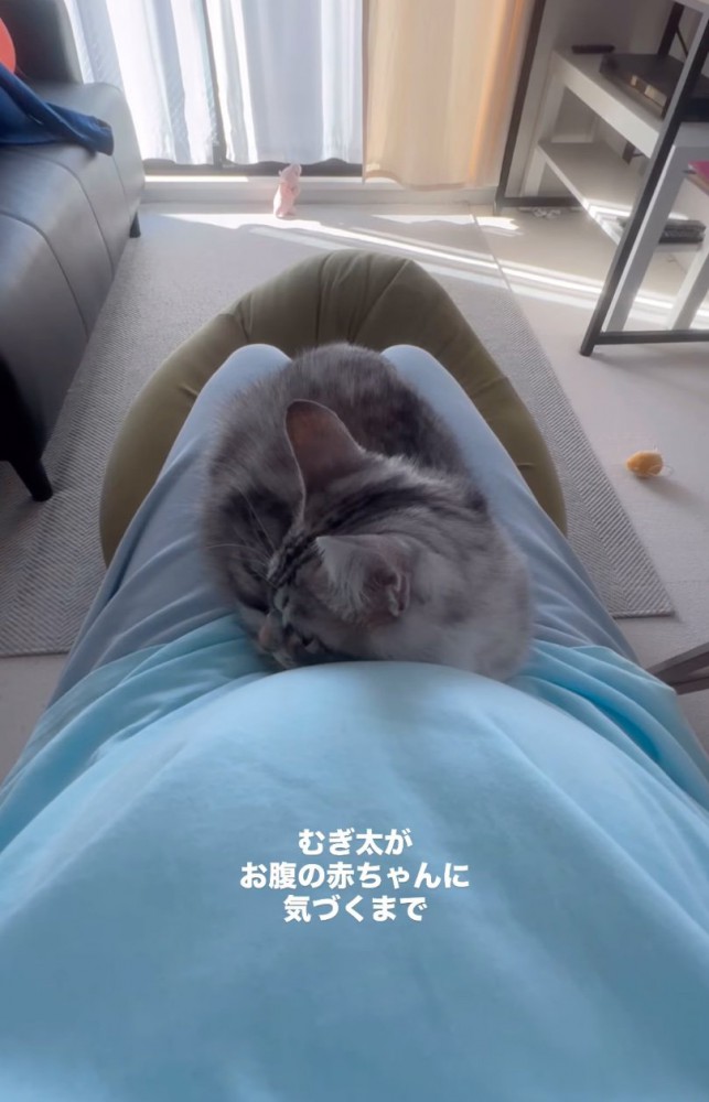 お腹に寄り添う猫