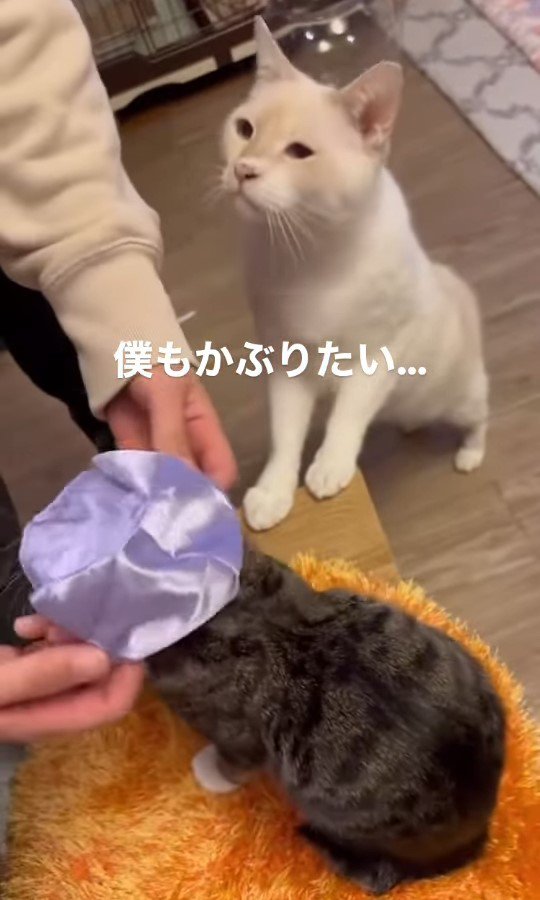 立って見上げる猫