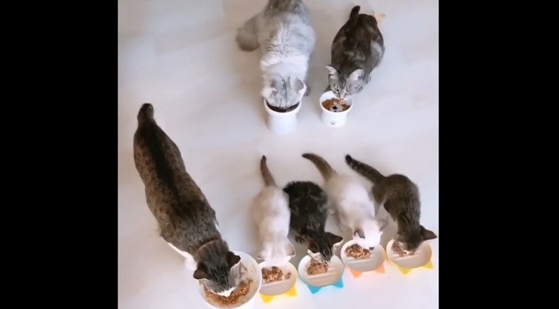 ご飯を食べる猫たち