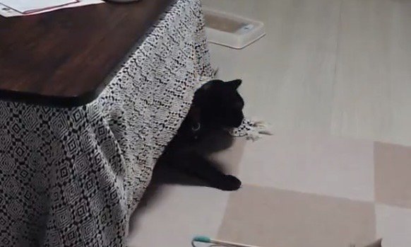 こたつからひょっこりと顔を出す黒猫