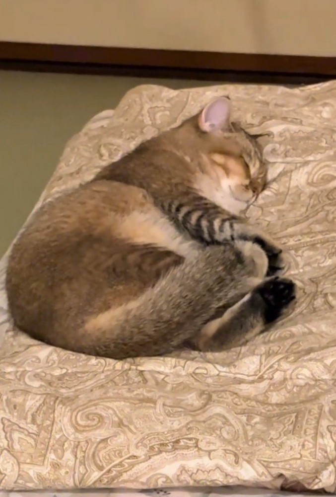 ふとんの上で寝る猫4（ズーム）