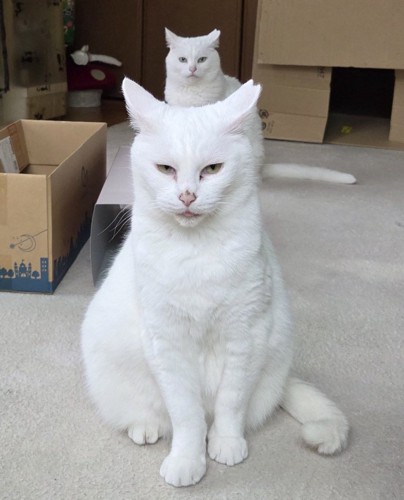 白猫の親子