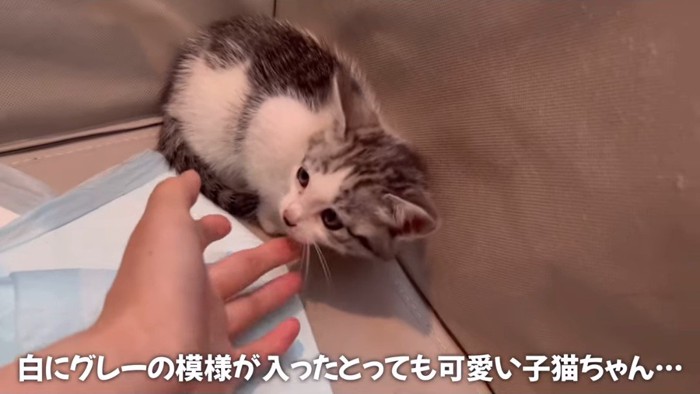 小さくなっている子猫