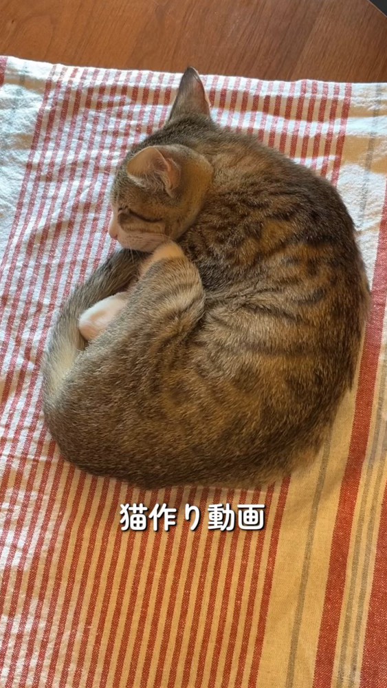 床に敷かれた布の上で眠る猫