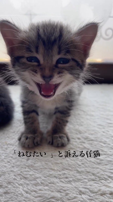 眠たくて鳴き声をあげる子猫