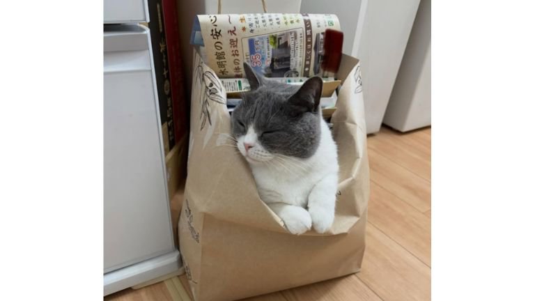 紙袋に入る猫
