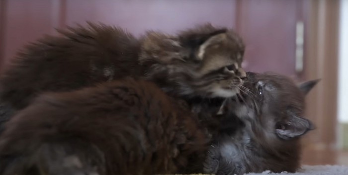 じゃれ合う子猫