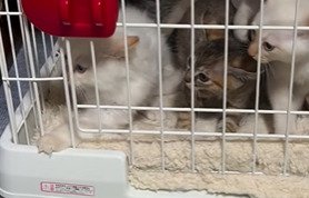 ビビる子猫たち