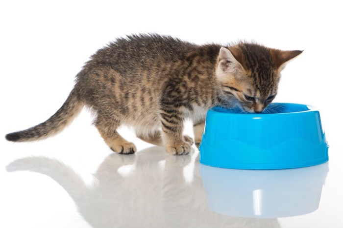 水を飲んでいる猫