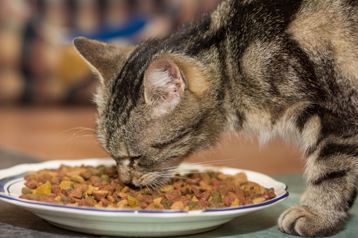 食べている猫の横顔