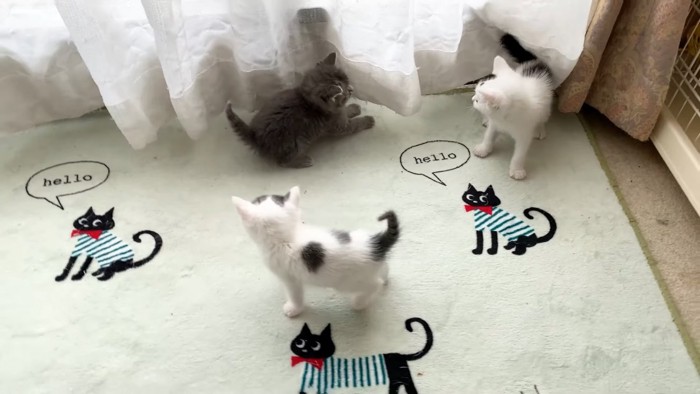 遊ぶ子猫たち