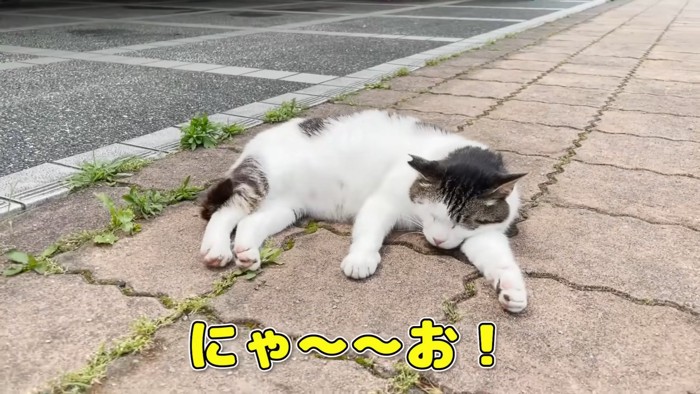 寝ている猫