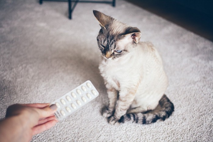 薬を提供される猫