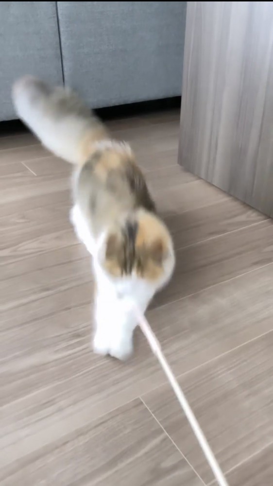 おもちゃで遊ぶ猫