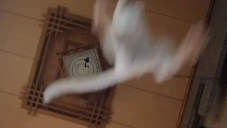 飛んでいる猫