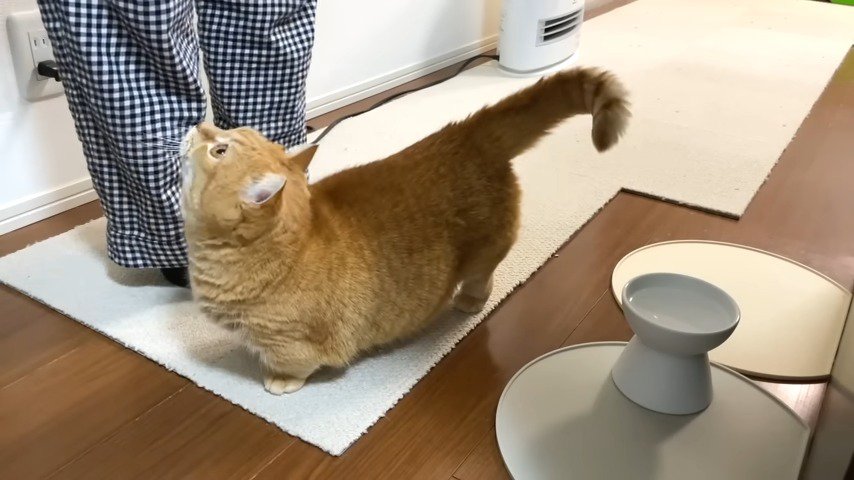 足元見上げる茶トラ