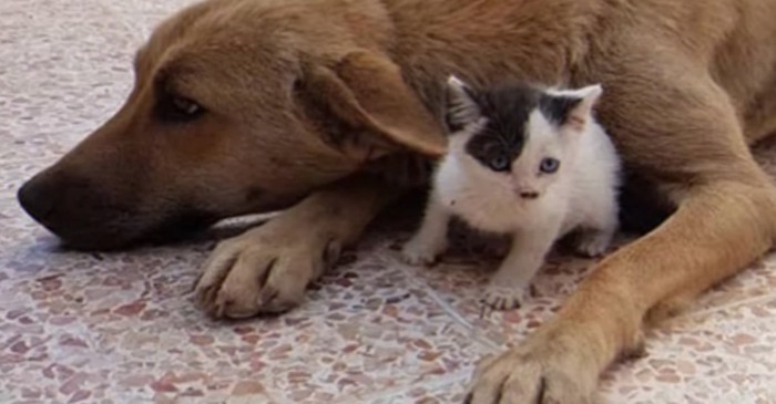 犬の体の上に子猫