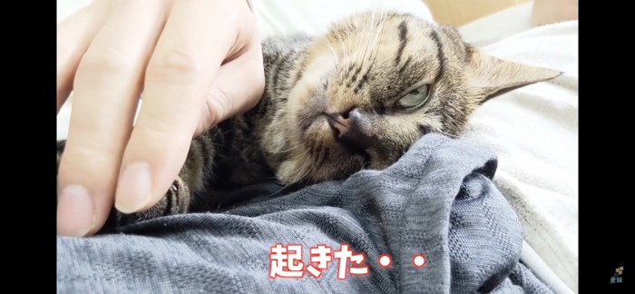 少し起きる猫