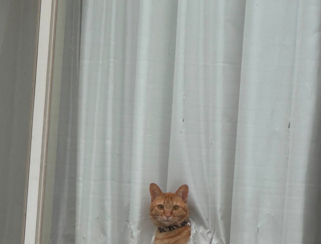 窓越しに待つ猫