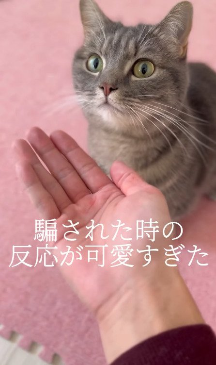 おやつをもらえると飼い主さんを見つめる猫