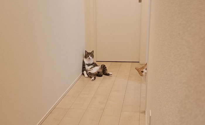 倒れ込む猫と覗き込む猫