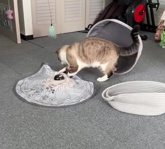 おもちゃで遊ぶ猫