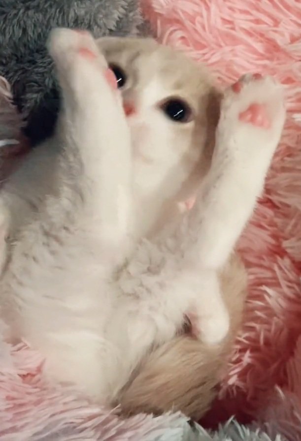 両足を伸ばすらるちゃん