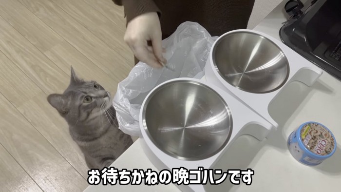 餌を待つ猫