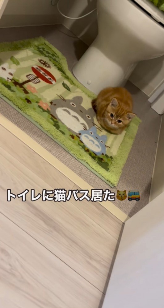 トイレマットの上の子猫2