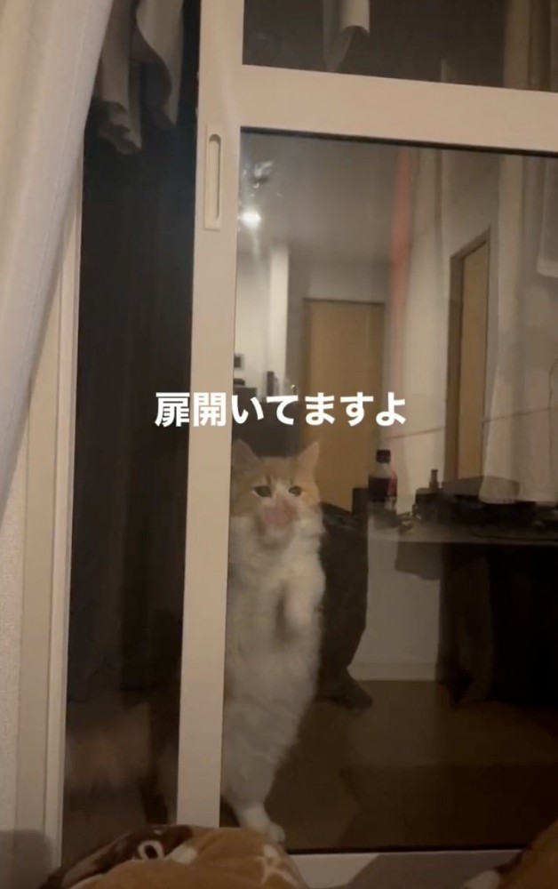 扉を擦る猫