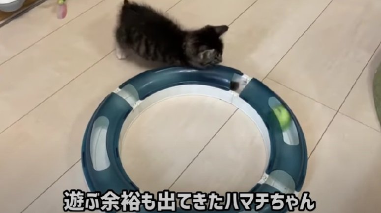 遊ぶ余裕が出てきた子猫