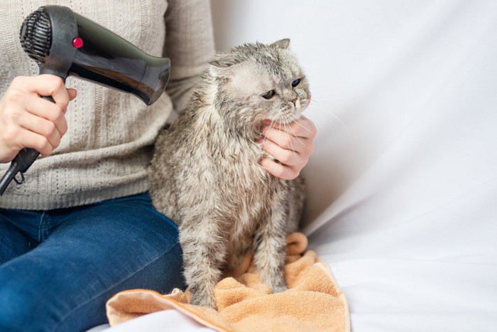 シャンプーの後にドライヤーで乾かされている猫