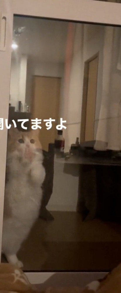 扉をひっかく猫