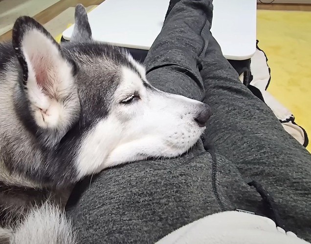 寝る犬
