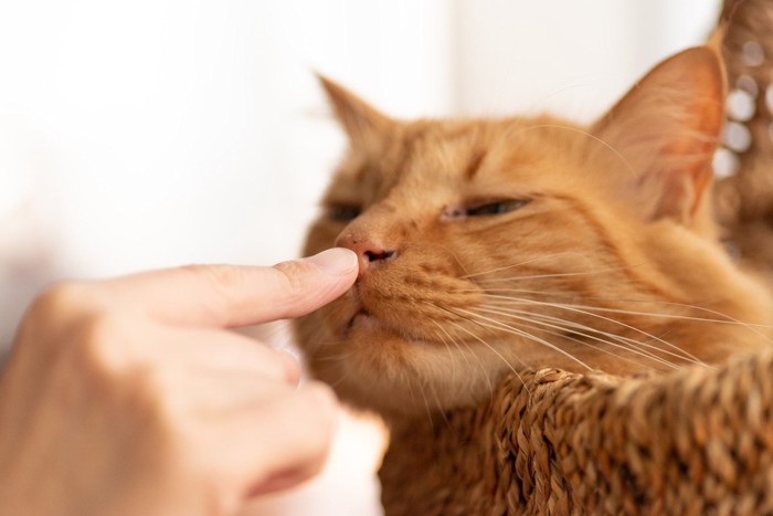 指で茶トラと鼻キス挨拶