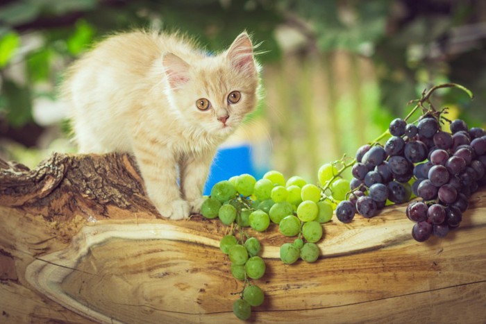 子猫とぶどう