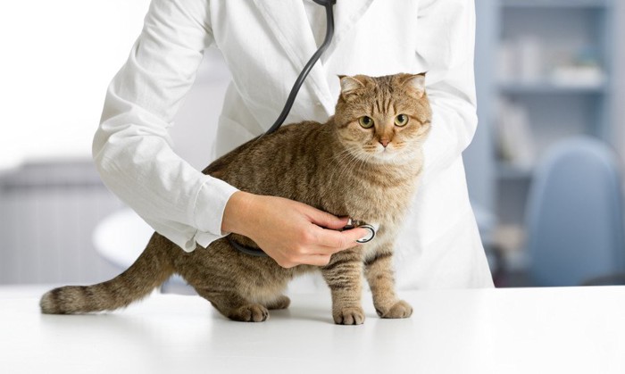 病院にいる猫