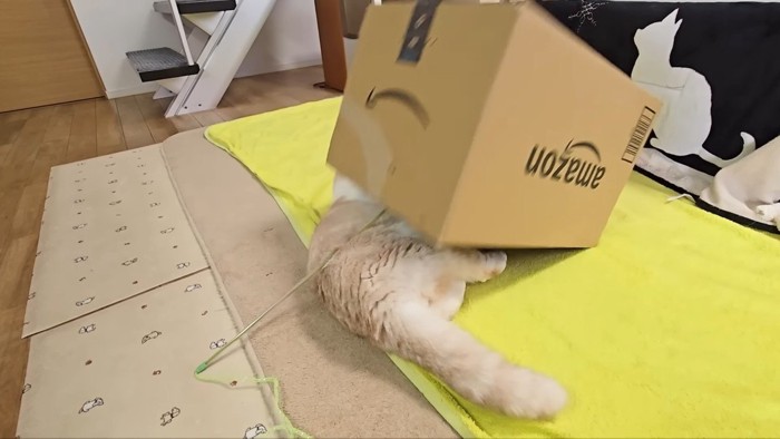 箱が覆い被さるじゅんちゃん