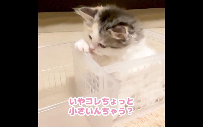 のぞく猫